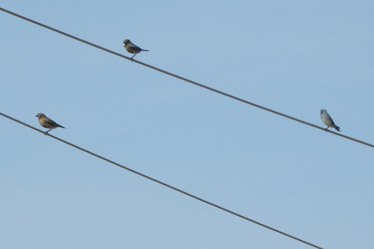 Mountain Bluebird - ML645416987