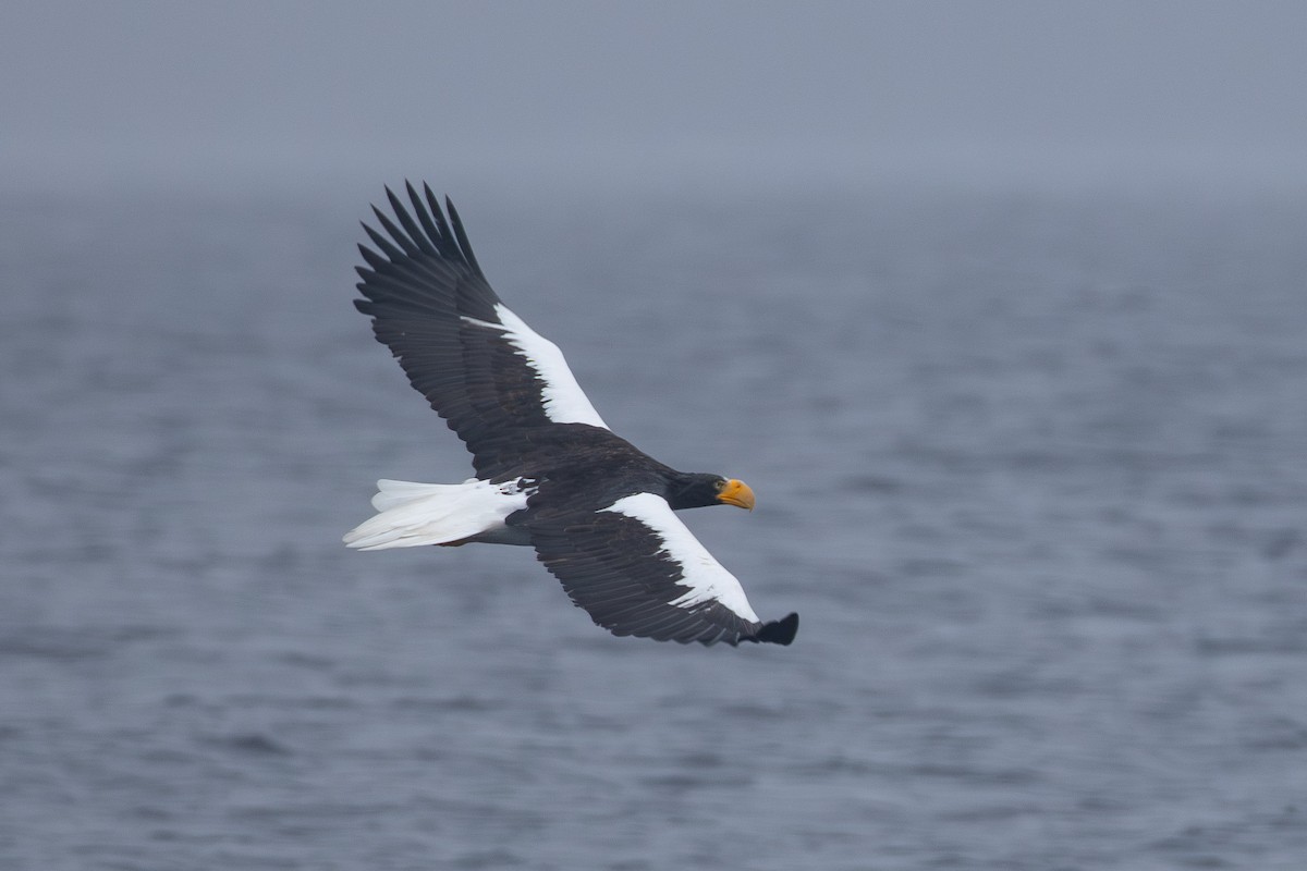 Steller's Sea-Eagle - ML645416989