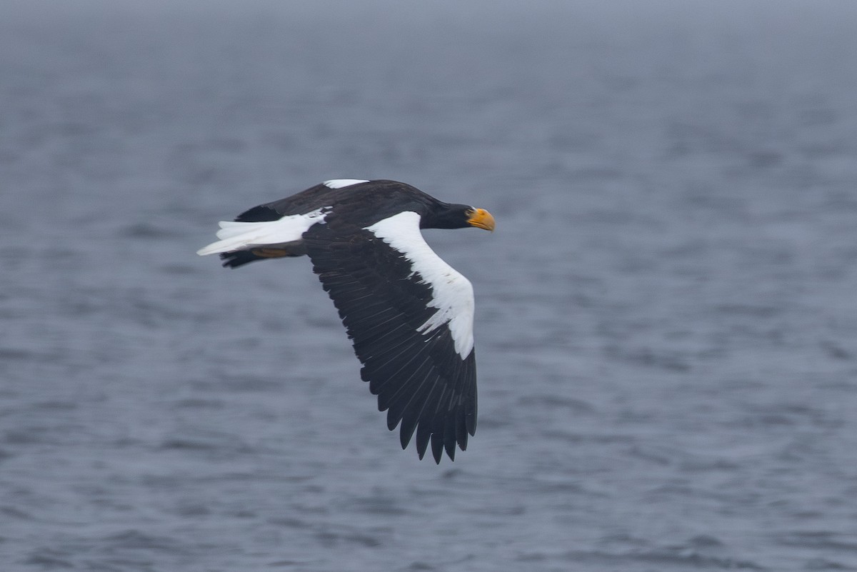 Steller's Sea-Eagle - ML645416990