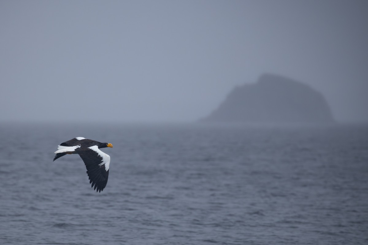 Steller's Sea-Eagle - ML645416991