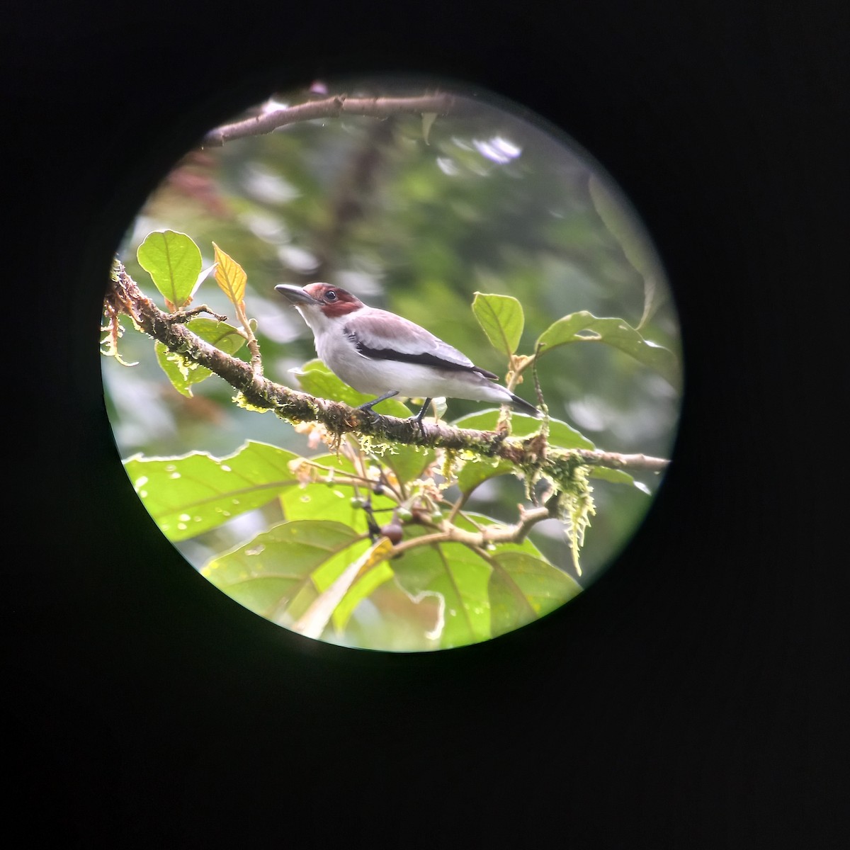 Black-crowned Tityra - ML645416995