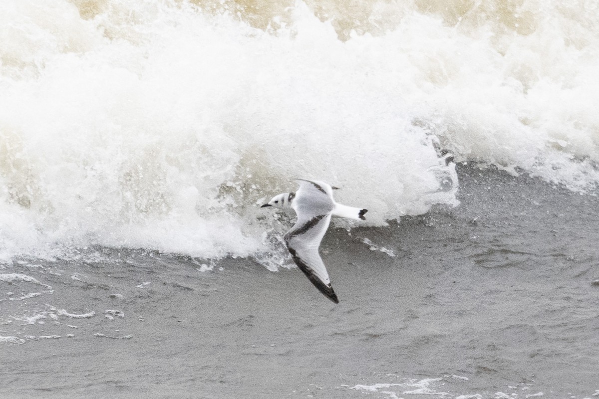Black-legged Kittiwake - ML645416998