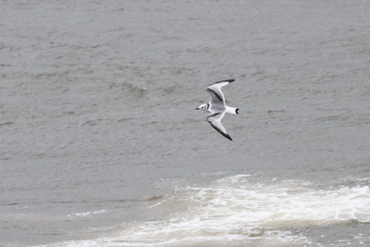 Black-legged Kittiwake - ML645416999