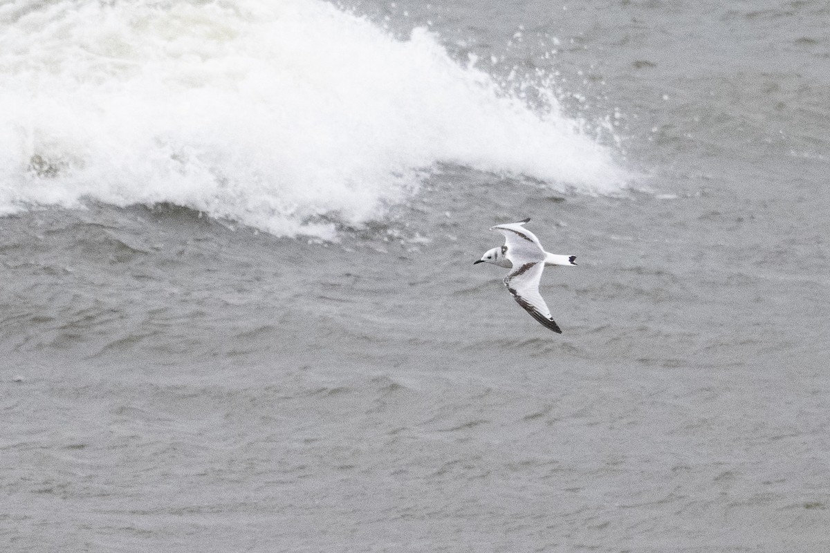 Black-legged Kittiwake - ML645417000