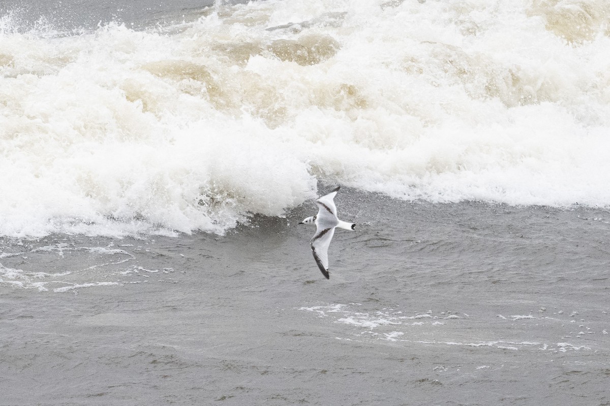 Black-legged Kittiwake - ML645417001