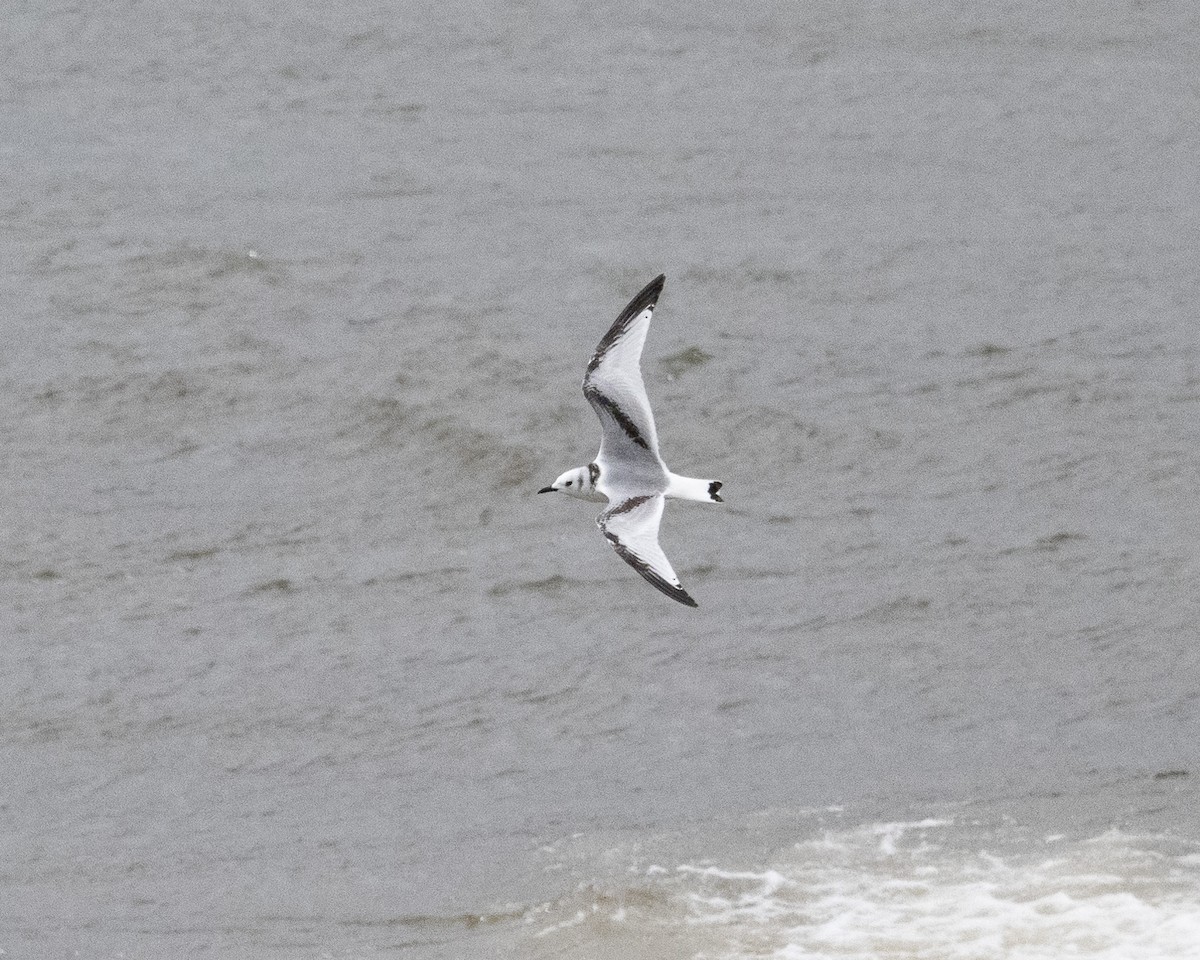 Black-legged Kittiwake - ML645417002