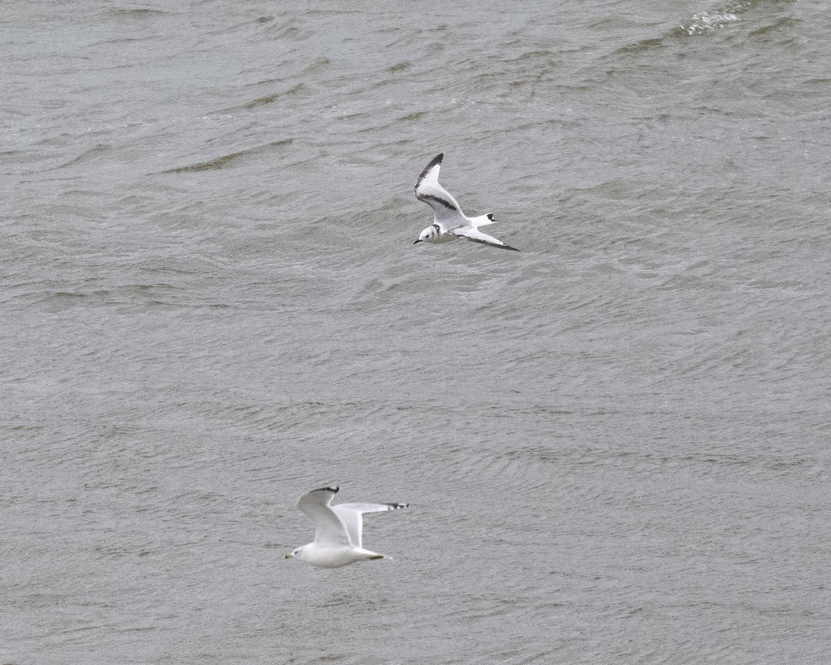 Black-legged Kittiwake - ML645417003