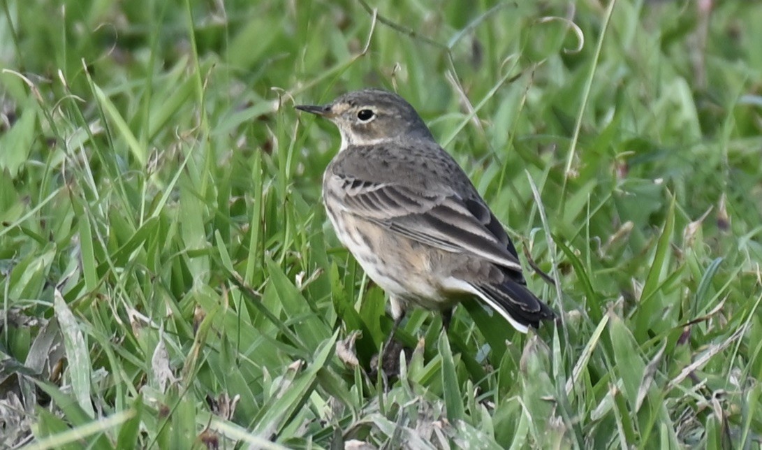 American Pipit - ML645417004