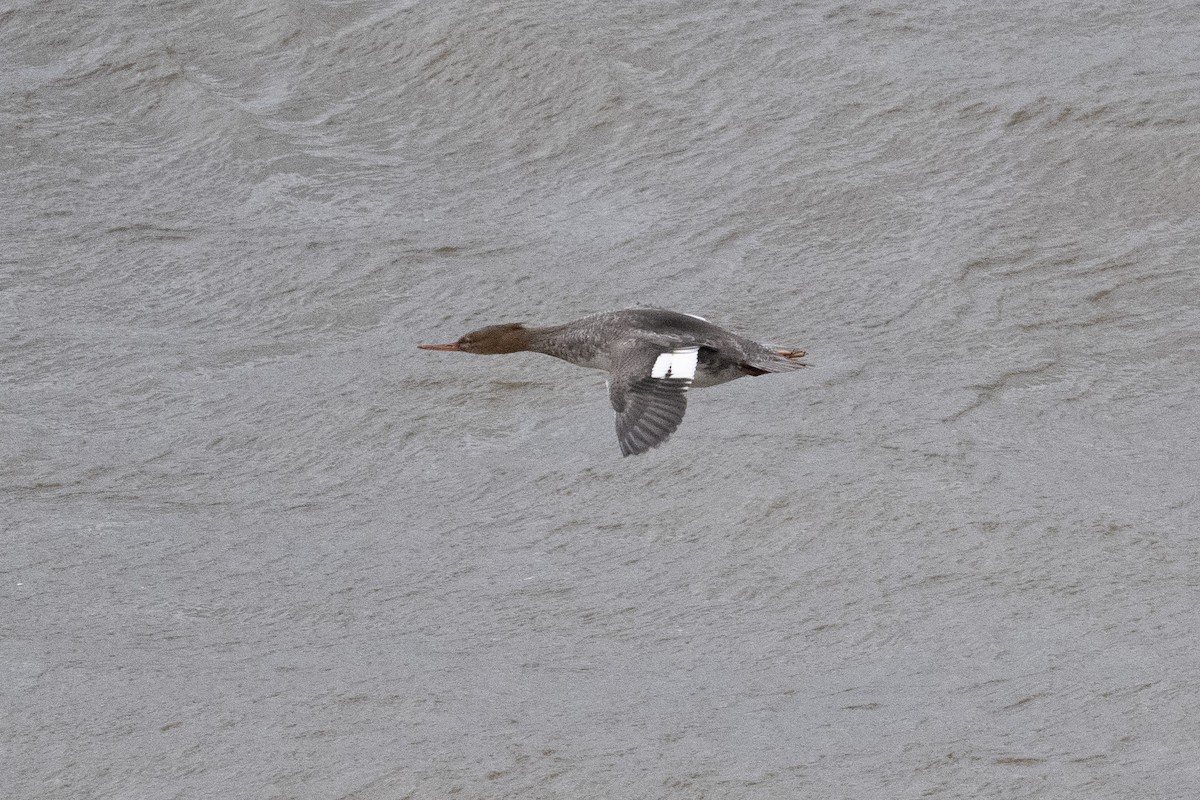 Red-breasted Merganser - ML645417005
