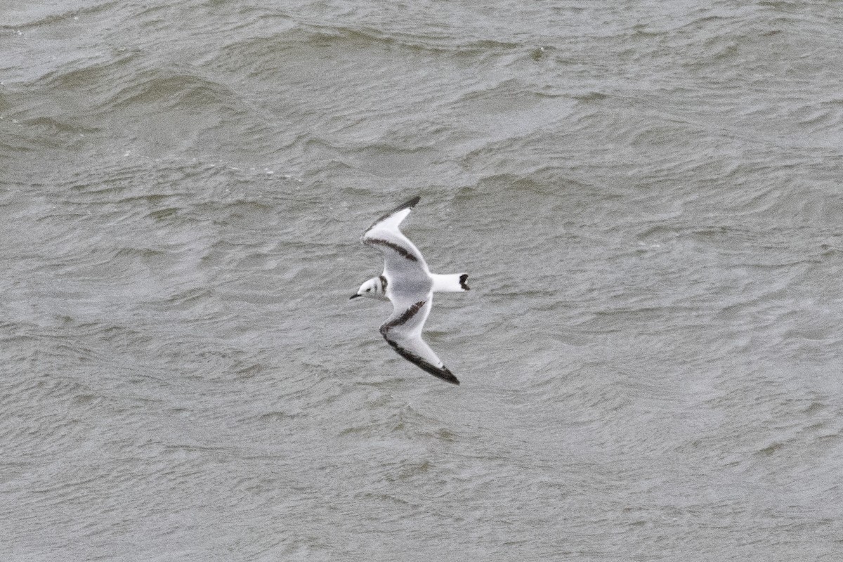 Black-legged Kittiwake - ML645417009