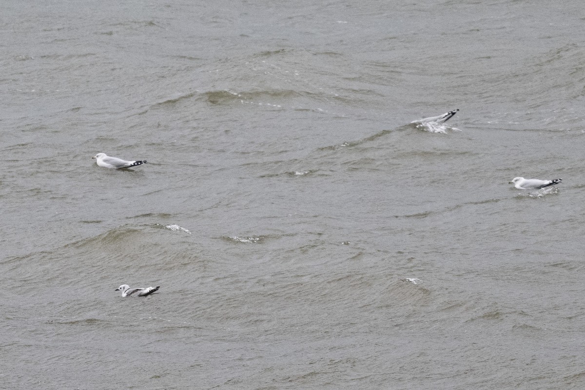 Black-legged Kittiwake - ML645417010