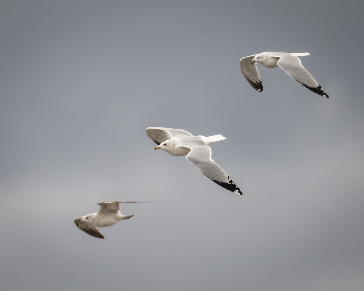 Ring-billed Gull - ML645417038