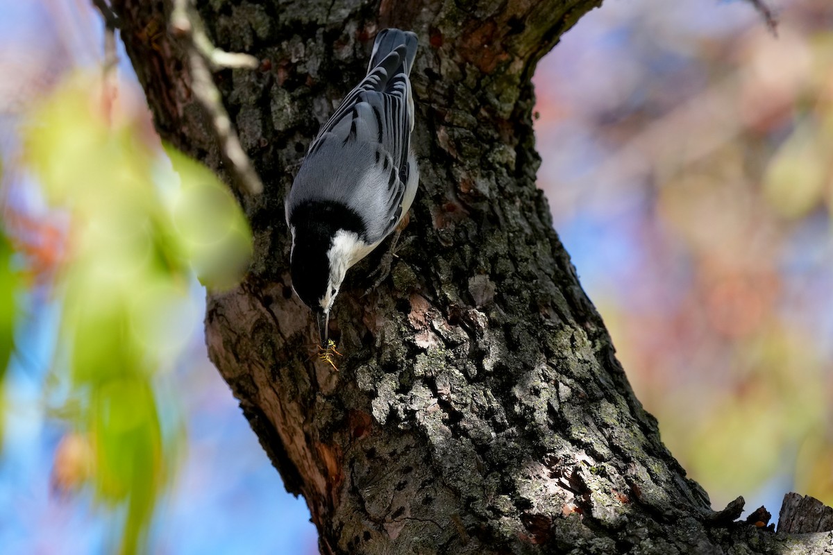 White-breasted Nuthatch - ML645417039