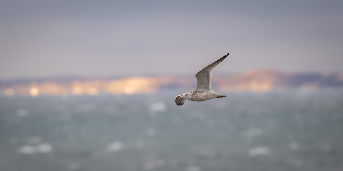 American Herring Gull - ML645417041