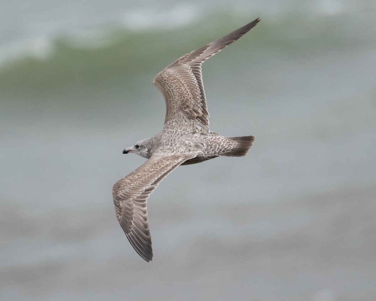 American Herring Gull - ML645417042
