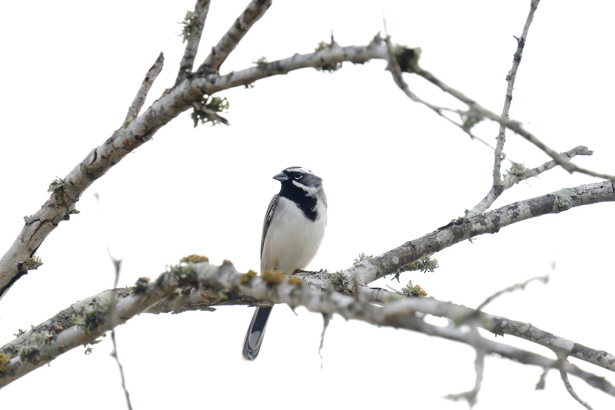 Black-throated Sparrow - ML645417043