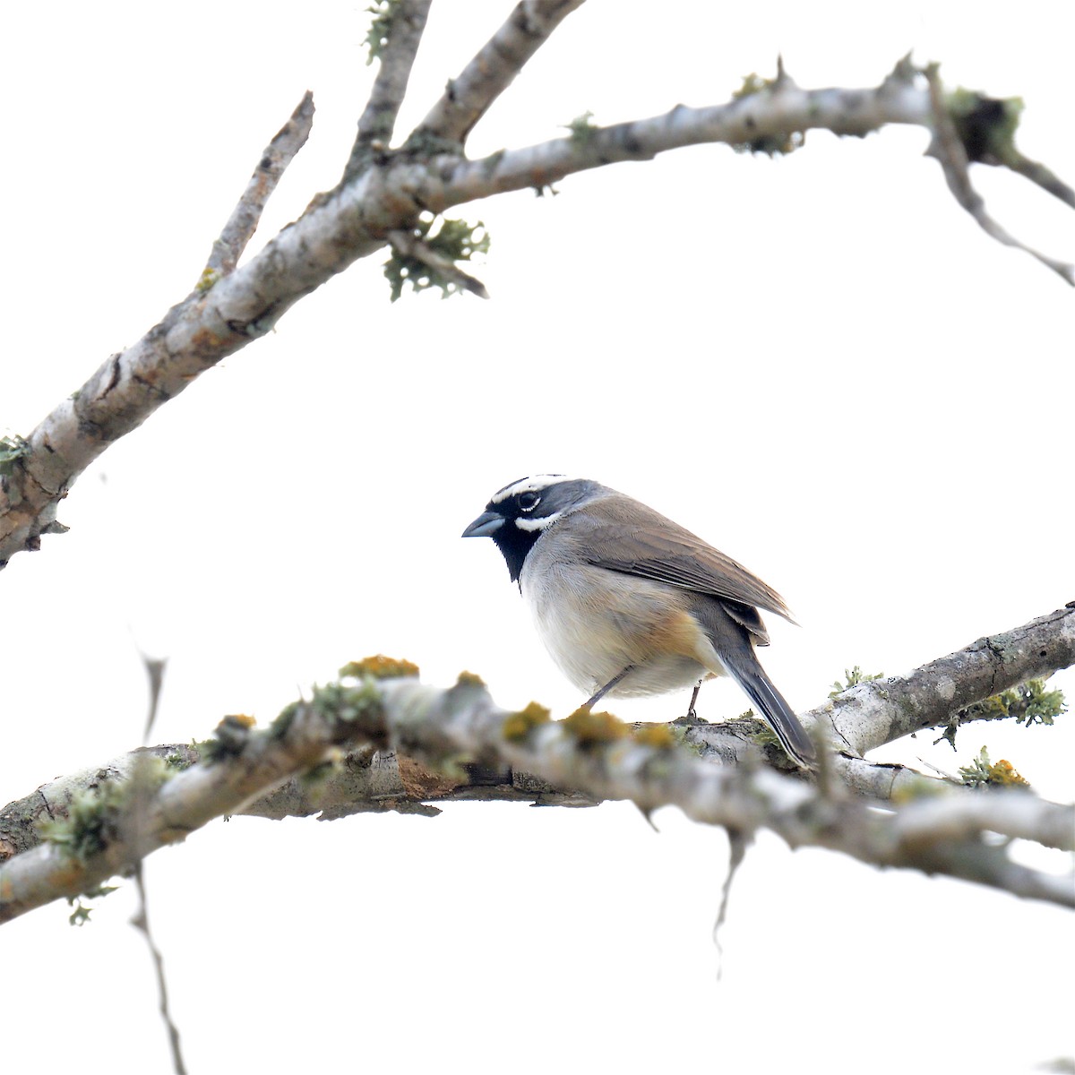 Black-throated Sparrow - ML645417044