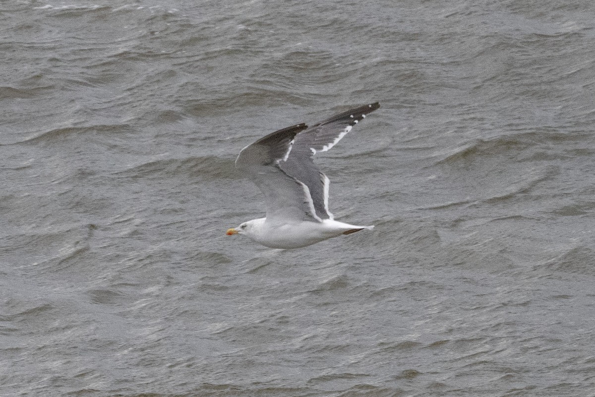 Lesser Black-backed Gull - ML645417049