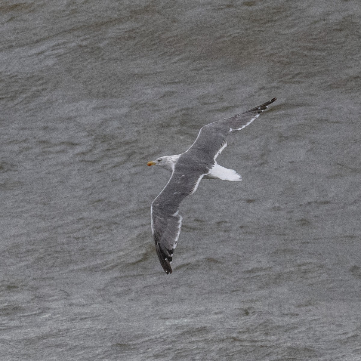 Lesser Black-backed Gull - ML645417050
