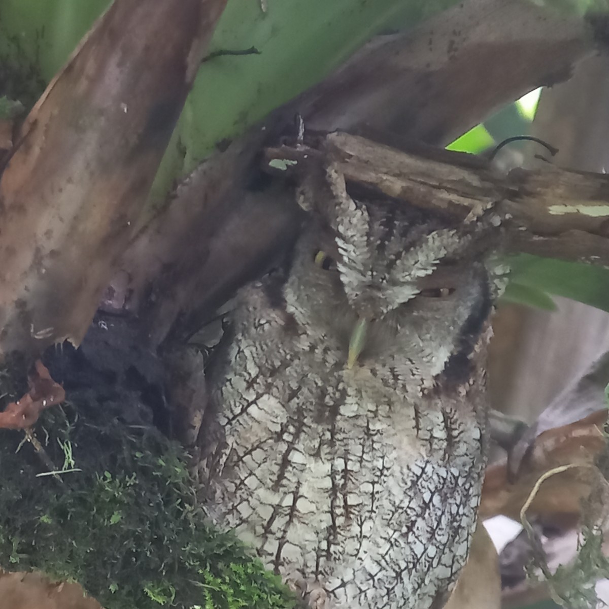 Tropical Screech-Owl - ML645417051