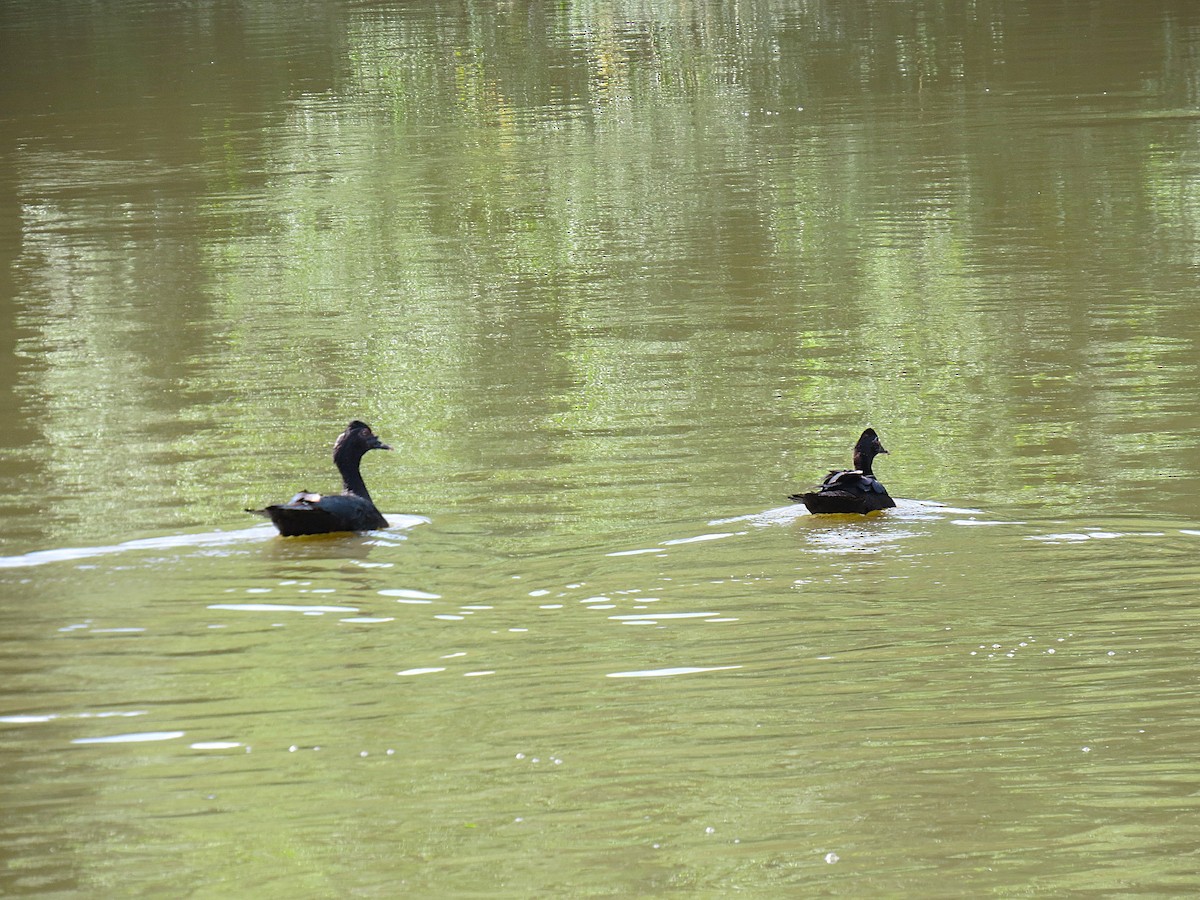 Muscovy Duck - ML645417055