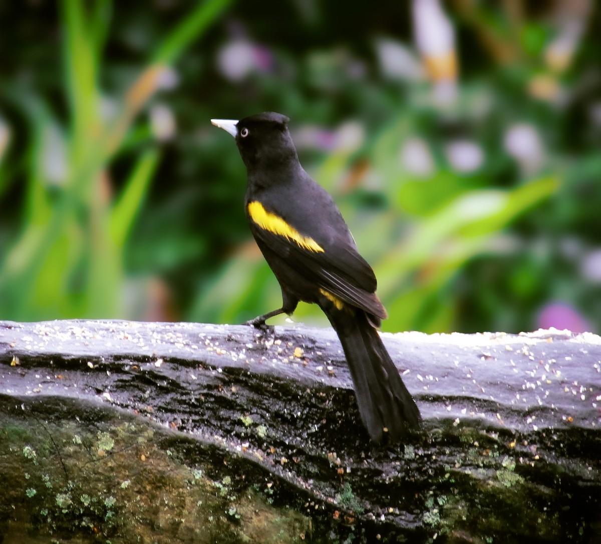 Golden-winged Cacique - ML645417056