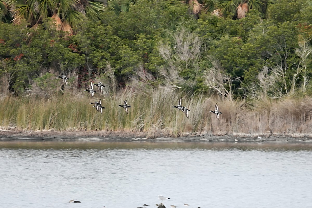 Морская чернеть - ML645417063