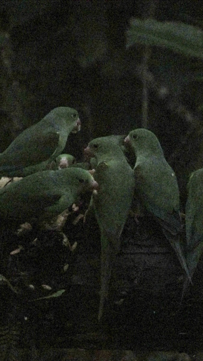 Plain Parakeet - ML645417067