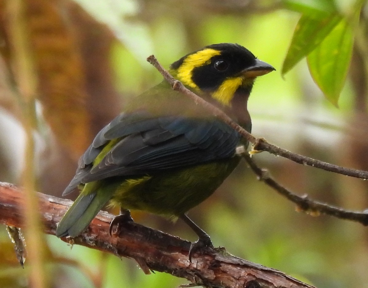 Gold-ringed Tanager - ML645417075