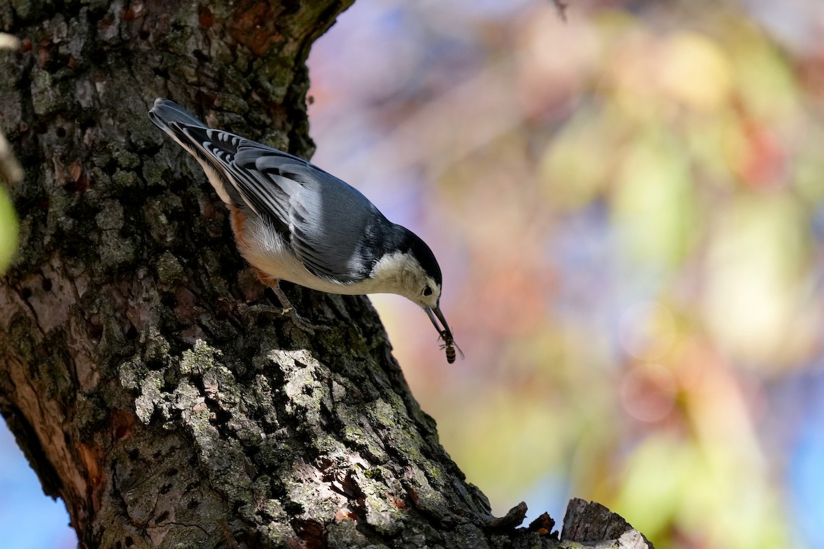 White-breasted Nuthatch - ML645417076
