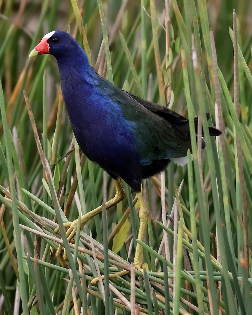 Малая султанка - ML645417078