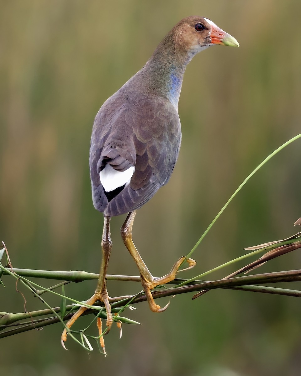 Малая султанка - ML645417079
