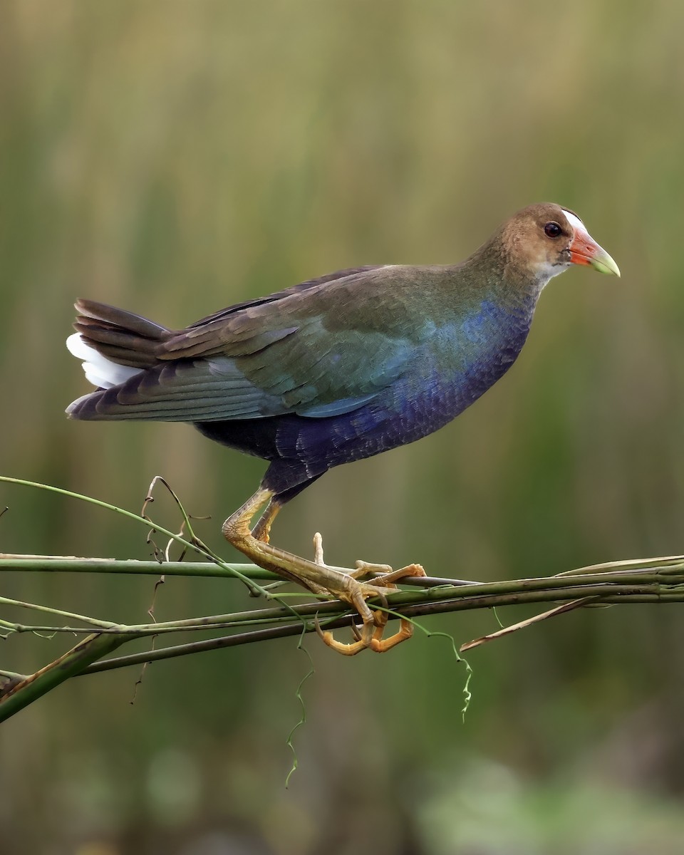 Малая султанка - ML645417080