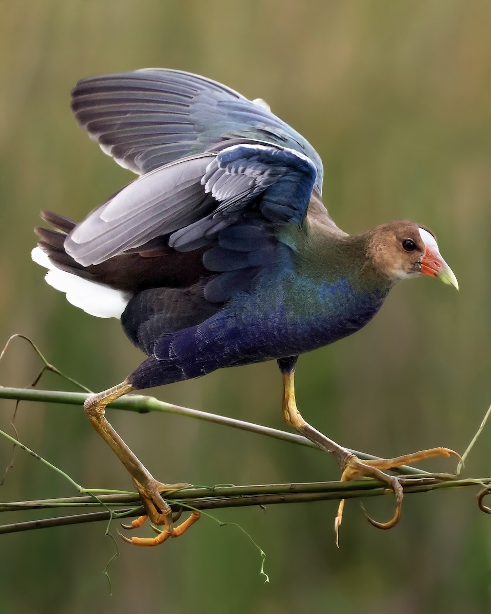 Малая султанка - ML645417081