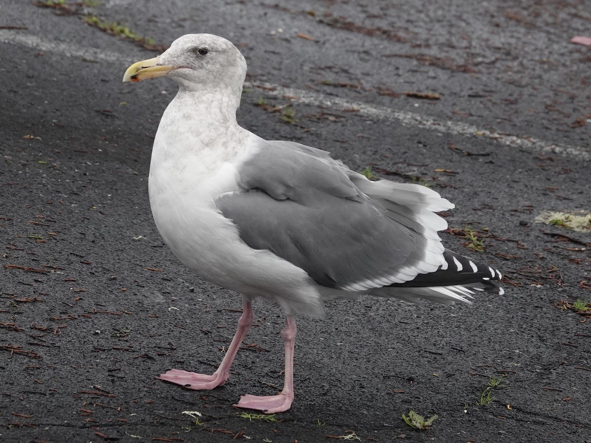 Western x Glaucous-winged Gull (hybrid) - ML645417082