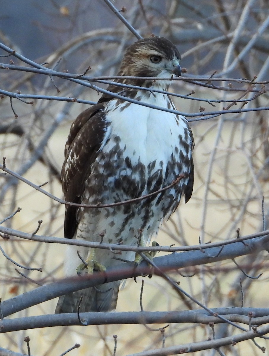 Red-tailed Hawk - ML645417085