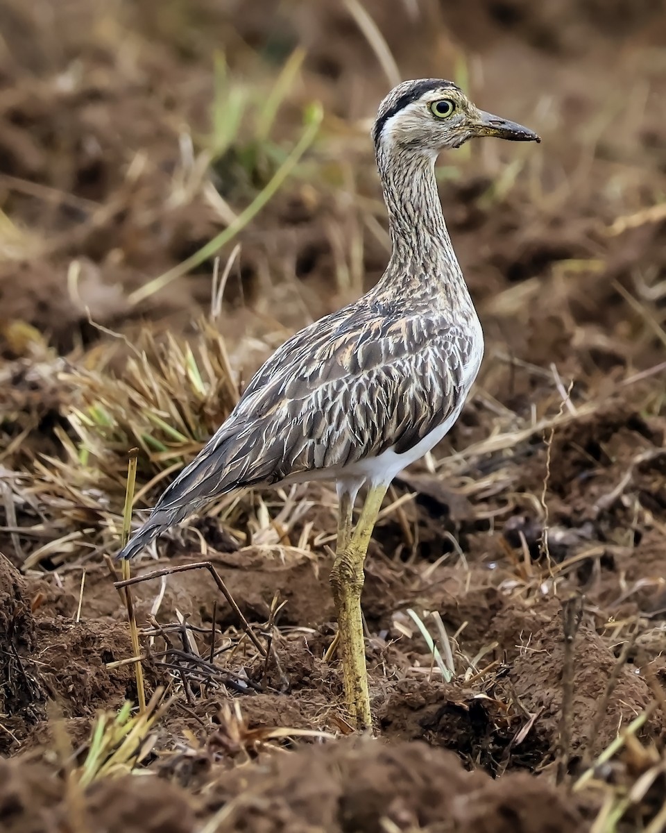 Kaşlı Kocagöz - ML645417086