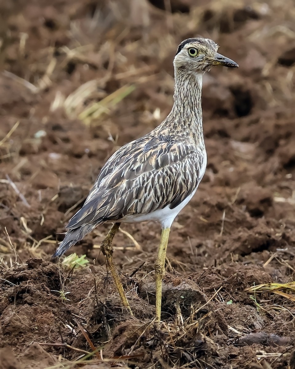 Kaşlı Kocagöz - ML645417087