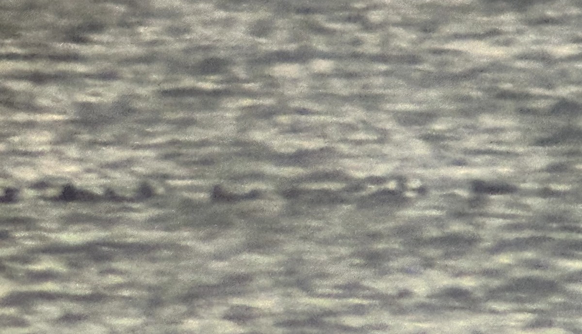 Black Scoter - ML645417089