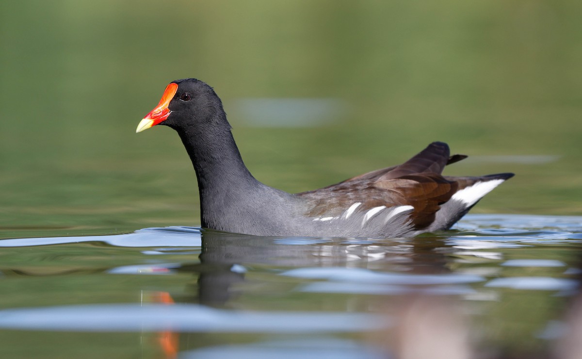 Uroilo amerikarra - ML645417095