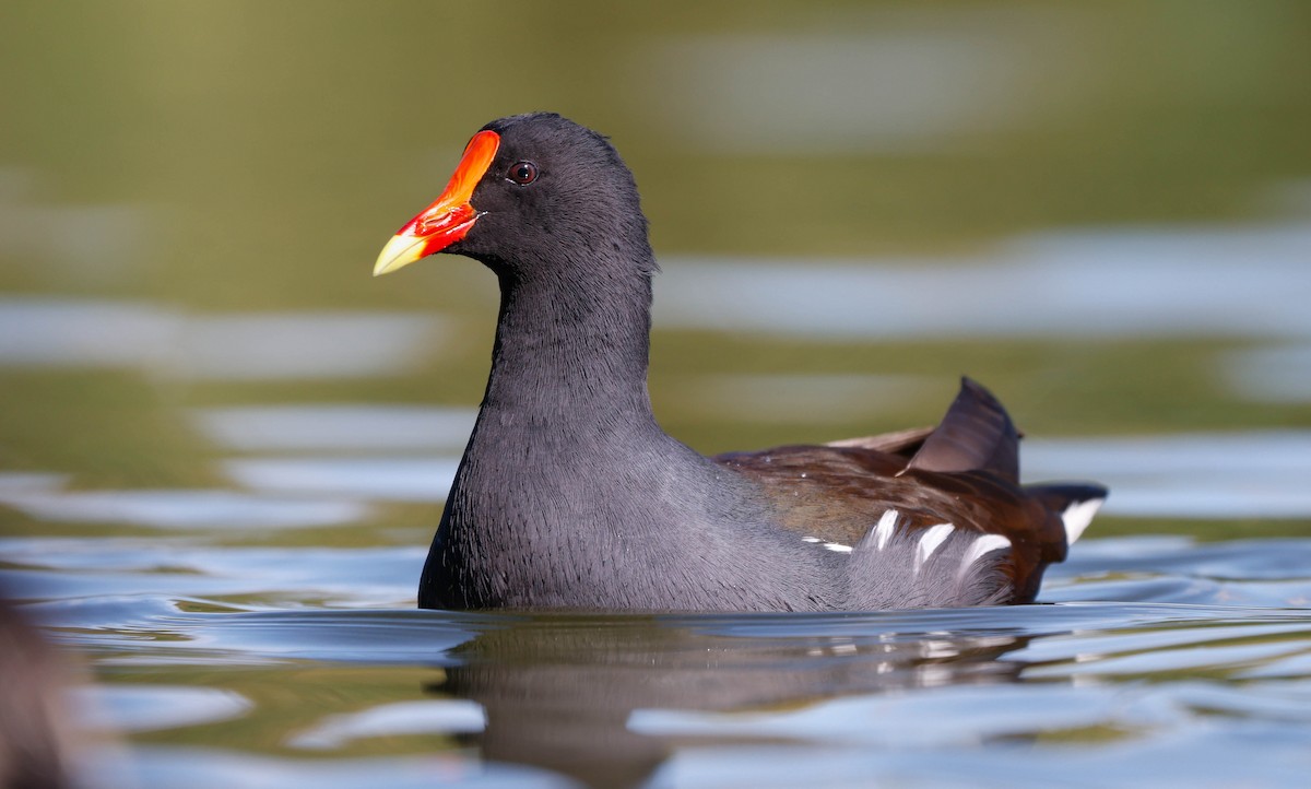 Uroilo amerikarra - ML645417096