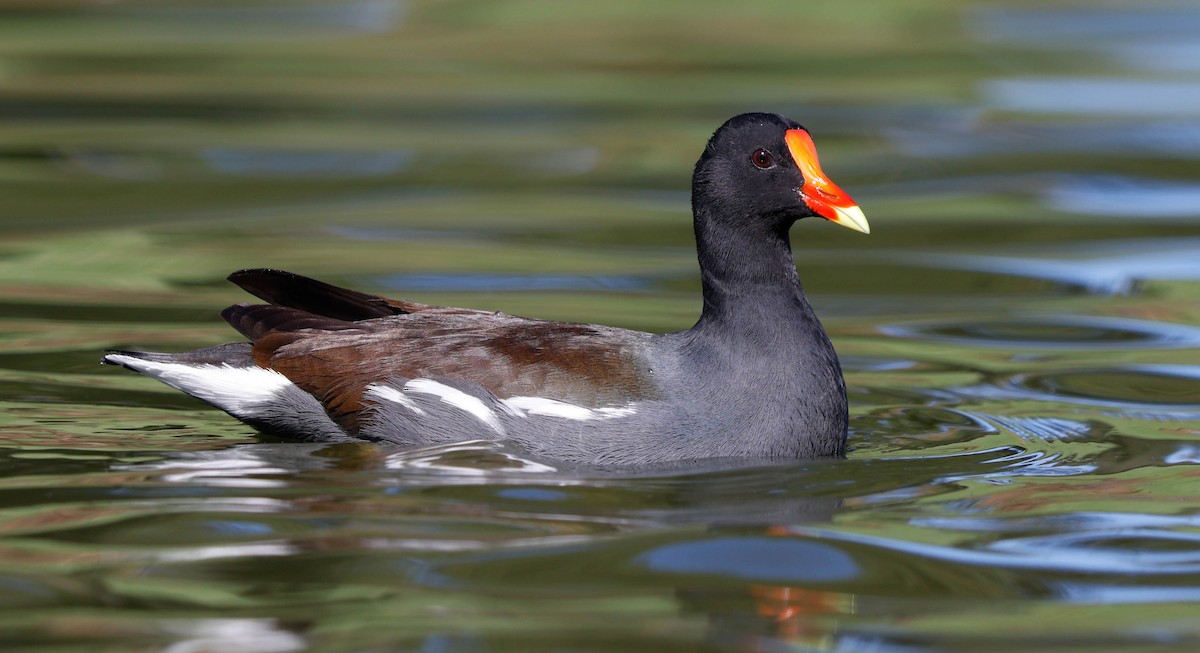 Uroilo amerikarra - ML645417097