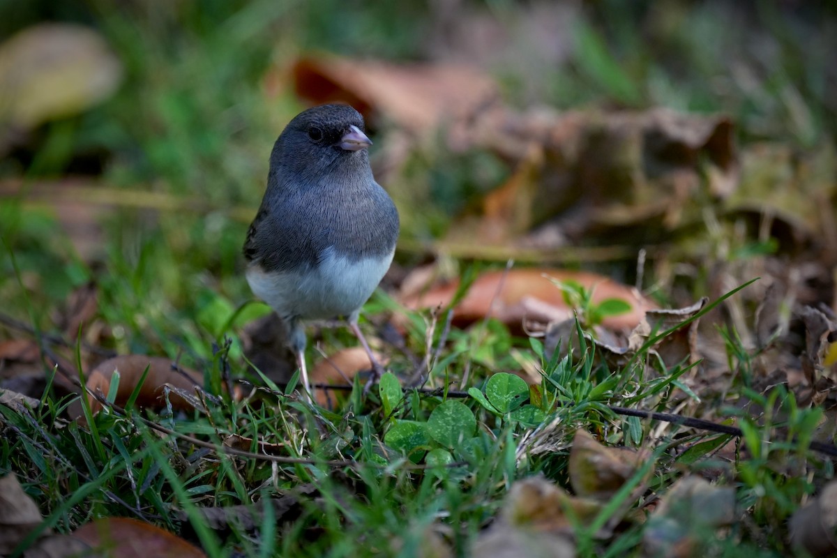 Dark-eyed Junco - ML645417099