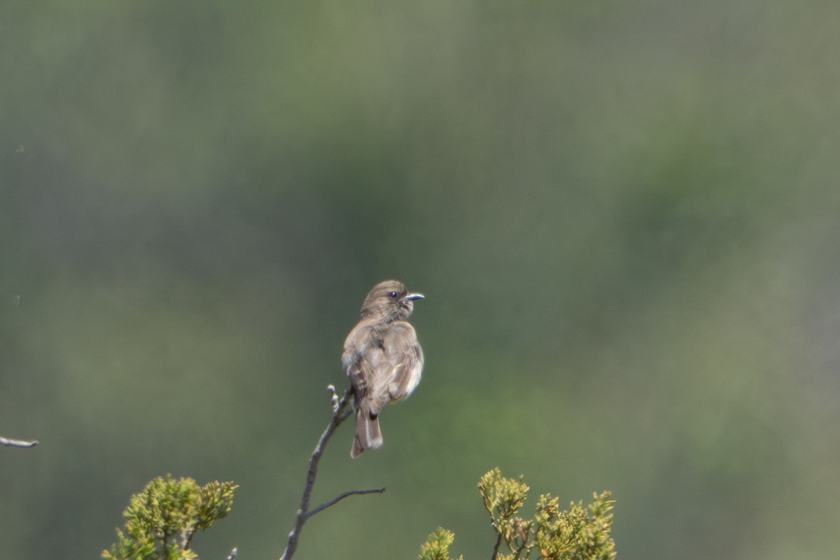 Brown-backed Honeybird - ML645417106