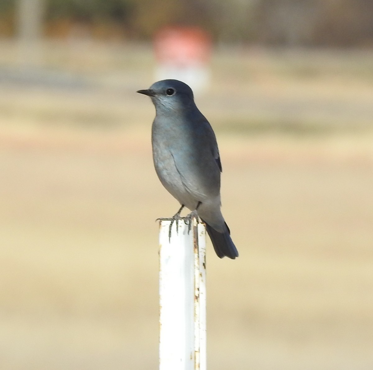 Mountain Bluebird - ML645417107