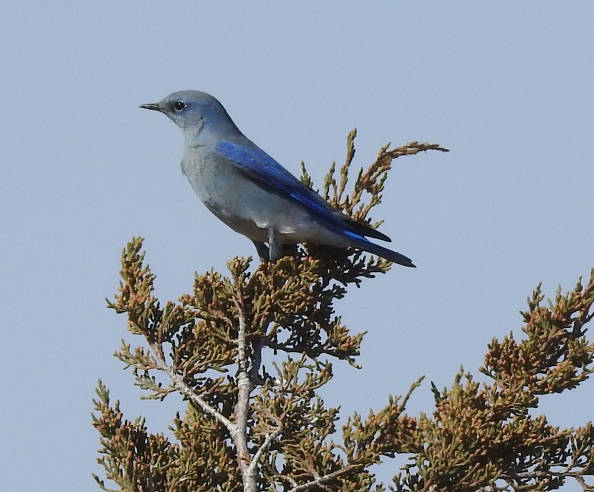 Mountain Bluebird - ML645417108
