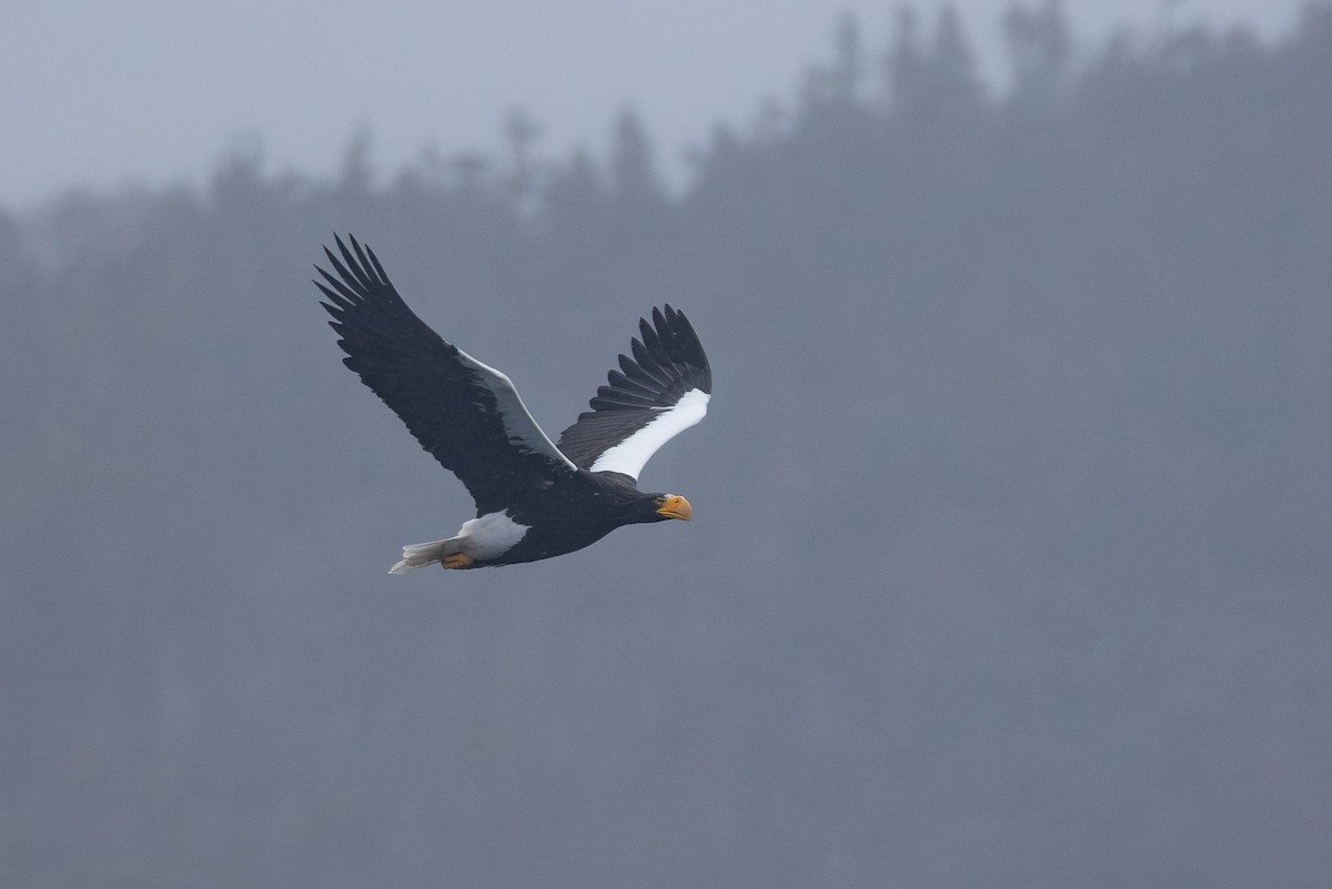 Steller's Sea-Eagle - ML645417112