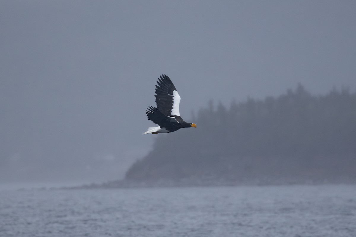 Steller's Sea-Eagle - ML645417113