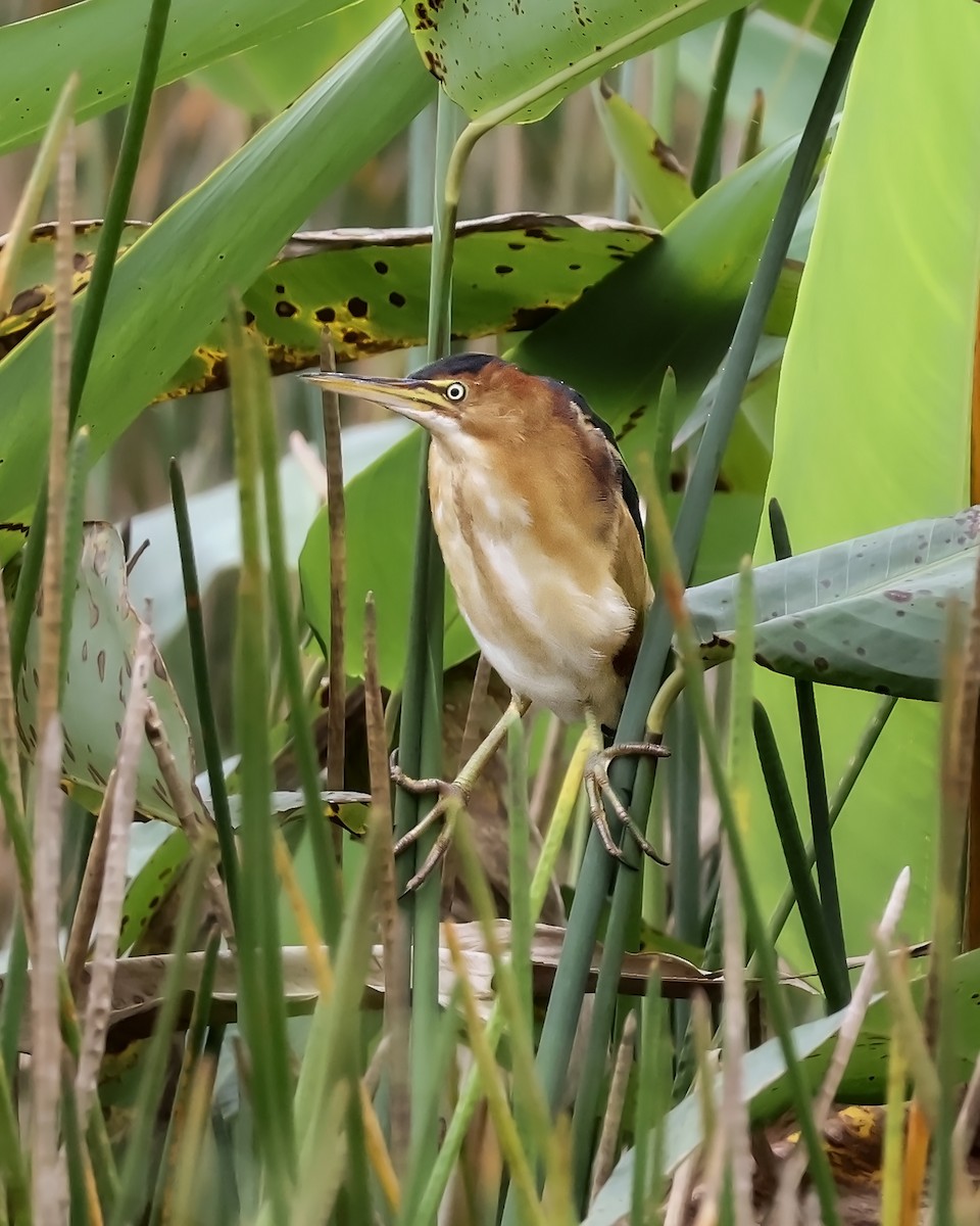 コヨシゴイ - ML645417116