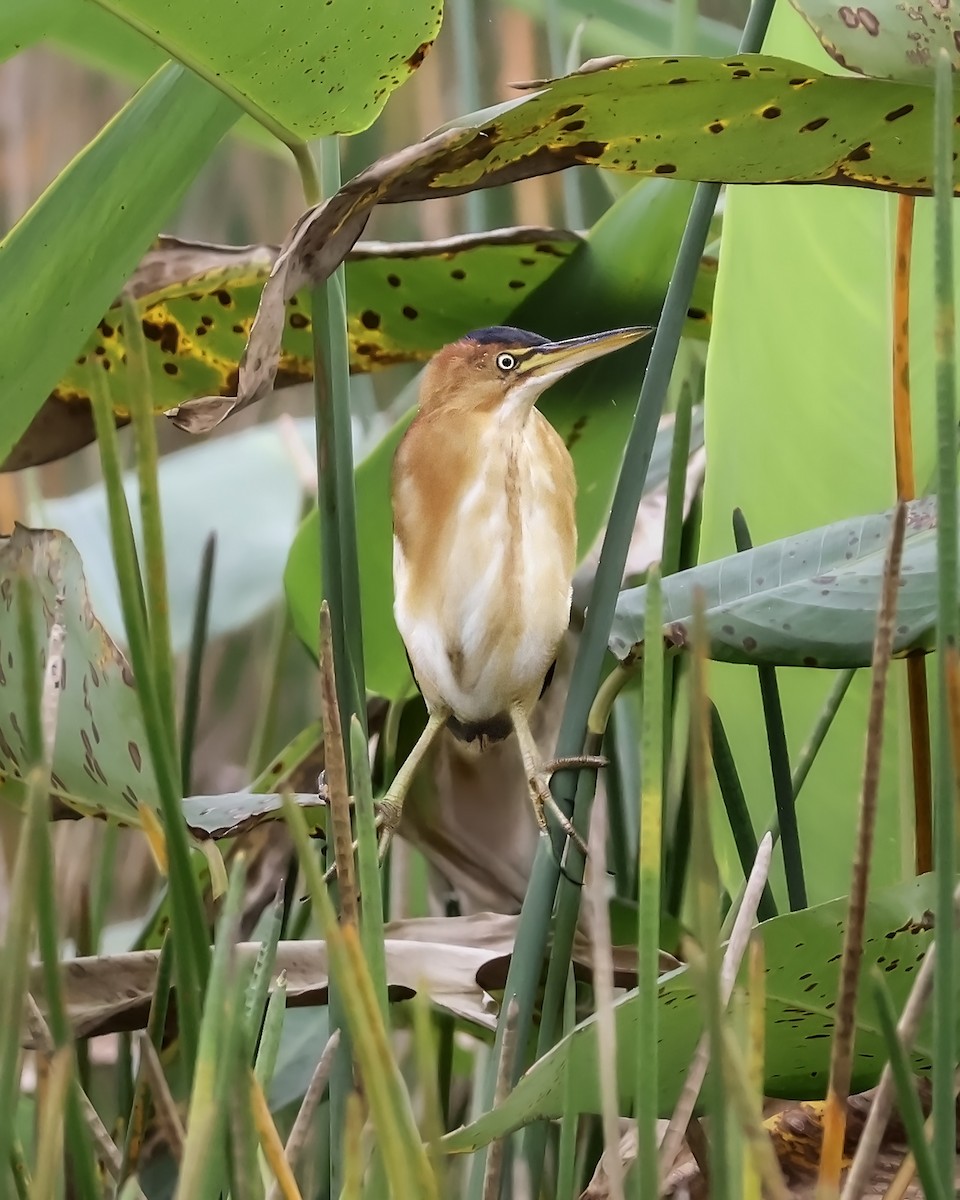 コヨシゴイ - ML645417117